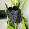 Big Sale, 10 PCS/bag bonsai seeds, high-grade plant tulip seeds, 19 flower seed variety selection,#N67AAE
