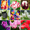 Big Sale, 10 PCS/bag bonsai seeds, high-grade plant tulip seeds, 19 flower seed variety selection,#N67AAE