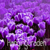 Big Sale, Tulip seeds, tulip flowers, beautiful tulip 19 varieties can pick -10 seeds,#I74RL9