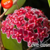 Big Sale!Hoya Seeds,Potted Flowers Bonsai plants Hoya Seed, Orchid Seed DIY Home Garden 100 Particles/Pack,#4FNNI6