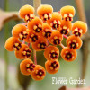 Big Sale!Hoya Seeds,Potted Flowers Bonsai plants Hoya Seed, Orchid Seed DIY Home Garden 100 Particles/Pack,#4FNNI6