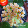 Big Sale!Hoya Seeds,Potted Flowers Bonsai plants Hoya Seed, Orchid Seed DIY Home Garden 100 Particles/Pack,#4FNNI6
