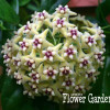 Big Sale!Hoya Seeds,Potted Flowers Bonsai plants Hoya Seed, Orchid Seed DIY Home Garden 100 Particles/Pack,#4FNNI6