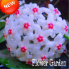 Big Sale!Hoya Seeds,Potted Flowers Bonsai plants Hoya Seed, Orchid Seed DIY Home Garden 100 Particles/Pack,#4FNNI6
