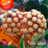 Big Sale!Hoya Seeds,Potted Flowers Bonsai plants Hoya Seed, Orchid Seed DIY Home Garden 100 Particles/Pack,#4FNNI6