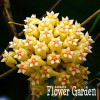 Big Sale!Hoya Seeds,Potted Flowers Bonsai plants Hoya Seed, Orchid Seed DIY Home Garden 100 Particles/Pack,#4FNNI6