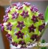 Big Sale!Hoya Seeds,Potted Flowers Bonsai plants Hoya Seed, Orchid Seed DIY Home Garden 100 Particles/Pack,#4FNNI6