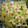 Big Sale!Hoya Seeds,Potted Flowers Bonsai plants Hoya Seed, Orchid Seed DIY Home Garden 100 Particles/Pack,#4FNNI6