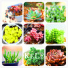 Big Promotion!99 Kinds Rare Succulents Seeds Lithops Seeds Pseudotruncatella Office Bonsai Plants Flower Seed 100 PCS/Lot,#UJY3G