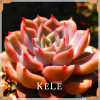 Big Promotion!99 Kinds Rare Succulents Seeds Lithops Seeds Pseudotruncatella Office Bonsai Plants Flower Seed 100 PCS/Lot,#UJY3G