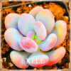 Big Promotion!99 Kinds Rare Succulents Seeds Lithops Seeds Pseudotruncatella Office Bonsai Plants Flower Seed 100 PCS/Lot,#UJY3G