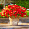 Big Promotion! 100 Seeds A Lot Hanging Petunia Mixed Seeds Rare Flower Seeds DIY Home Garden plant Easy to Grow