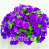 Big Promotion! 100 Seeds A Lot Hanging Petunia Mixed Seeds Rare Flower Seeds DIY Home Garden plant Easy to Grow