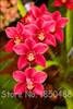 Big Promotion! 100pcs Cymbidium Orchids, Japanese Orchid Bonsai Flower Seeds, Mini Orchid Plant for Home Garden