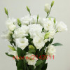 Hot Sale White Eustoma seeds Perennial flowering plants balcony potted flower seeds lisianthus for DIY Home &amp; Garden