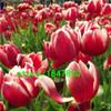 Hot Sale Rare Bonsai Purple White Edge Tulip Seeds Tulip Flower Seeds Perennial Home Garden Potted Plants 100 Particles / lot