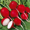 Cherry Radish 100 Seeds Organically Vegetable seeds round smooth red cherry radish Bonsai potted fruits vegetables seeds