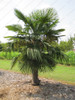 Trachycarpus Fortunei-10 Seeds - Outdoor Perennial plant palm tree seeds for Home Garden Plant tropical ornamental Tree seed