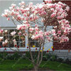 Magnolia seeds, Light fragrant garden tree seeds perennial flower seeds magnolia plants for home garden plant pot 30 pcs/bag