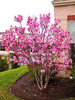 Magnolia seeds, Light fragrant garden tree seeds perennial flower seeds magnolia plants for home garden plant pot 30 pcs/bag