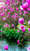 Magnolia seeds, Light fragrant garden tree seeds perennial flower seeds magnolia plants for home garden plant pot 30 pcs/bag