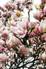 Magnolia seeds, Light fragrant garden tree seeds perennial flower seeds magnolia plants for home garden plant pot 30 pcs/bag