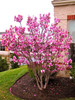 Magnolia seeds, Light fragrant garden tree seeds perennial flower seeds magnolia plants for home garden plant pot 30 pcs/bag