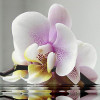 New Full Square Diamond 5D DIY Diamond Painting "Pink Flower" Embroidery Cross Stitch Rhinestone Mosaic Painting Home Decor Gift