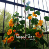 New Fresh Seeds 100 Seeds/Pack Pretty Rare Hanging Nasturtium Seeds Garden plant Flowers Hanging Flower seeds