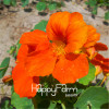 New Fresh Seeds 100 Seeds/Pack Pretty Rare Hanging Nasturtium Seeds Garden plant Flowers Hanging Flower seeds