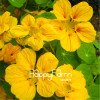 New Fresh Seeds 100 Seeds/Pack Pretty Rare Hanging Nasturtium Seeds Garden plant Flowers Hanging Flower seeds