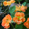 New Fresh Seeds 100 Seeds/Pack Pretty Rare Hanging Nasturtium Seeds Garden plant Flowers Hanging Flower seeds
