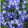 New Fresh Seeds 100 Seeds/Pack Pretty Rare Hanging Nasturtium Seeds Garden plant Flowers Hanging Flower seeds