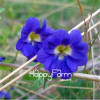 New Fresh Seeds 100 Seeds/Pack Pretty Rare Hanging Nasturtium Seeds Garden plant Flowers Hanging Flower seeds