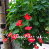 New Fresh Seeds 100 Seeds/Pack Pretty Rare Hanging Nasturtium Seeds Garden plant Flowers Hanging Flower seeds