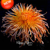 New Fresh Seeds 100 pcs/pack Rare Fireworks Orange Yellow Chrysanthemum Seeds Morifolium Seeds DIY Gardening Flower Plant,#4Y6H4
