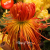 New Fresh Seeds 100 pcs/pack Rare Fireworks Orange Yellow Chrysanthemum Seeds Morifolium Seeds DIY Gardening Flower Plant,#4Y6H4