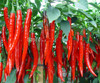 Hot Selling Long Red Pepper Seeds Tohum Red Hot Pepper Seeds Plant Tree Vegetable Seeds Free Shipping 100 Particles Garden Seed Hot Selling Long Red Pepper Seeds Tohum Red Hot Pepper Seeds Plant Tree Vegetable Seeds Free Shipping 100 Particles Garden Seed