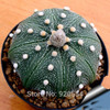 Hot selling 20pcs mixed cactus (Astrophytum) plants succulents plants seeds DIY home garden free shipping