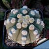 Hot selling 20pcs mixed cactus (Astrophytum) plants succulents plants seeds DIY home garden free shipping