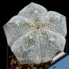 Hot selling 20pcs mixed cactus (Astrophytum) plants succulents plants seeds DIY home garden free shipping
