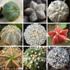 Hot selling 20pcs mixed cactus (Astrophytum) plants succulents plants seeds DIY home garden free shipping