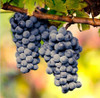 Hot Sell giant pink grapes rare 10 seeds fruit seeds