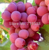 Hot Sell giant pink grapes rare 10 seeds fruit seeds