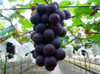 Hot Sell giant pink grapes rare 10 seeds fruit seeds