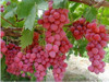 Hot Sell giant pink grapes rare 10 seeds fruit seeds