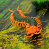 Dog Toy Electric RC Centipede Fake Insect Remote Control Centipede Creative Electric Tricky Funny Cat Dog Toys