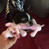 Dog Pet Puppy Plush Sound Dog Toys Pet Puppy Chew Squeaker Squeaky Plush Sound Duck Pig & Elephant Toys