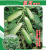 Snow Jade Zucchini Seeds 10pcs Healthy Vegetable Seeds