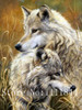 Golden panno,Needlework,Embroidery,DIY Animal Painting,Cross stitch,kits,14ct two quite wolves Cross-stitch,Sets For Embroidery